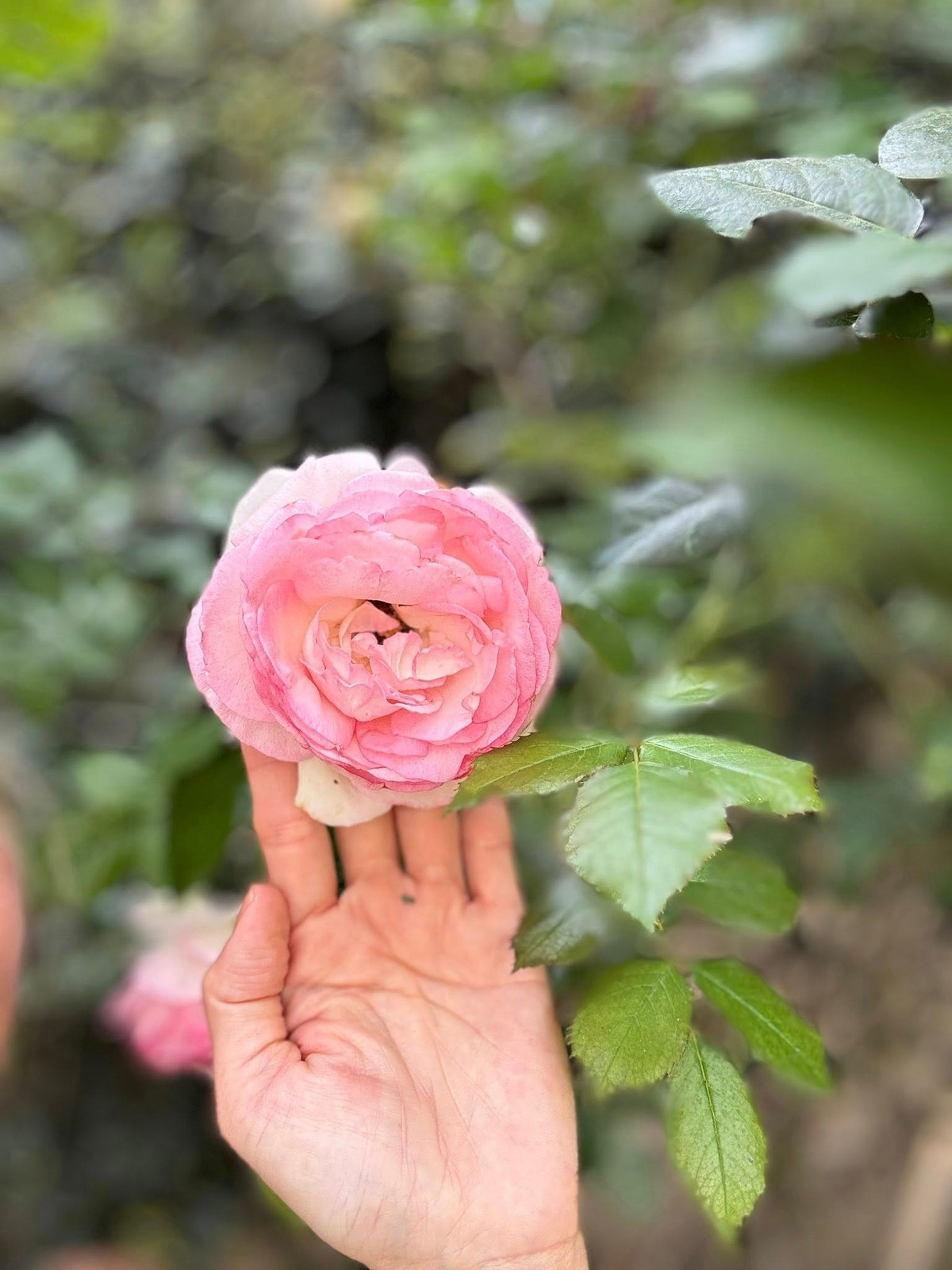 Từ những bức ảnh Kim Hiền chia sẻ, có thể thấy nữ diễn viên dành nhiều tâm huyết cho khu vườn nhỏ. Ảnh: FB Kim Hien