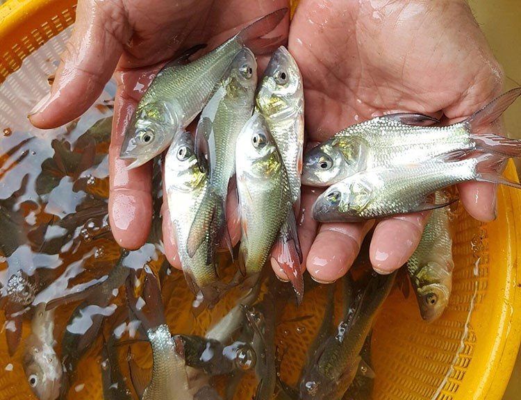 Ngoài cá thương phẩm, nhiều nông dân chuyển sang sản xuất cá hô giống. Giá giống từ 35.000-60.000 đồng/con, trở thành nguồn thu đáng kể của người dân. Ảnh: Internet
