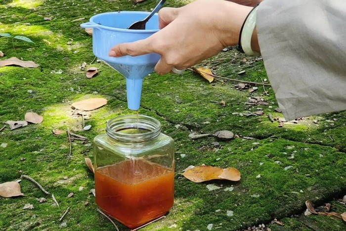 Giá mật ong dú dao động từ 800.000 - 2 triệu đồng/lít, đắt hơn nhiều lần so với mật ong thông thường. Ảnh: Internet