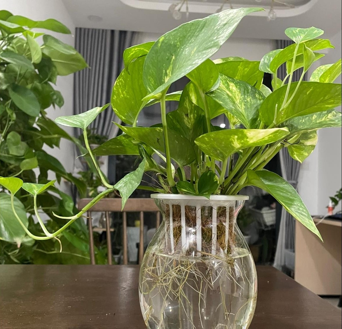 Thay vì chi tiền triệu cho những chậu cây nhập khẩu đắt đỏ, hãy cắt vài nhành lá nhiệt đới như trầu bà, lưỡi hổ hay chuối cảnh khi được cắm vào lọ thủy tinh, vừa đơn giản vừa tạo sức sống cho căn nhà. Ảnh: Caycanh