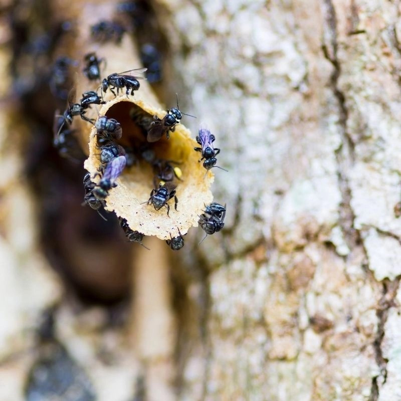 View - Đặc sản nghe tên "ngượng đỏ mặt" giá 2 triệu đồng/lít | Báo Tri thức và Cuộc sống - TIN TỨC PHỔ BIẾN KIẾN THỨC 24H