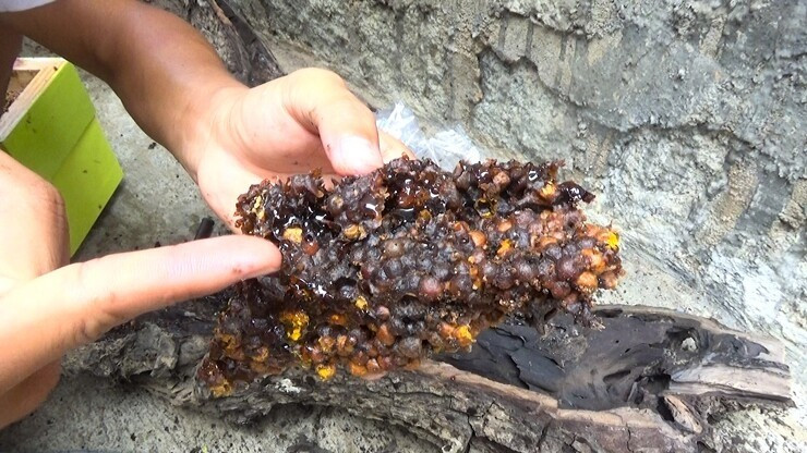 Nhờ mang lại lợi nhuận ổn định và yêu cầu kỹ thuật thấp, ong dú trở thành mô hình kinh tế phù hợp cho hộ gia đình nhỏ lẻ. Ảnh: Nông thôn Việt