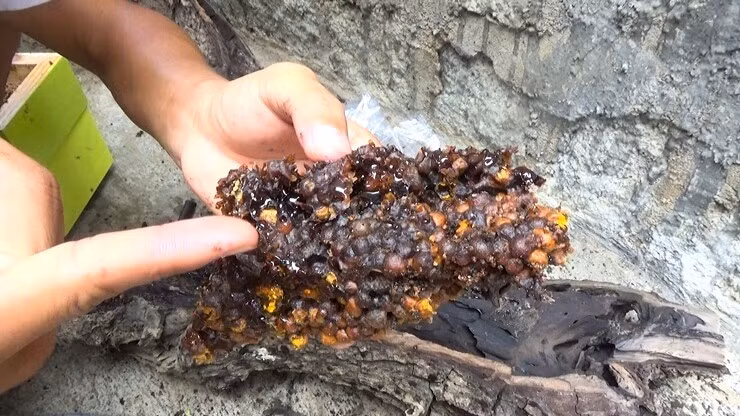 Nhờ mang lại lợi nhuận ổn định và yêu cầu kỹ thuật thấp, ong dú trở thành mô hình kinh tế phù hợp cho hộ gia đình nhỏ lẻ. Ảnh: Nông thôn Việt