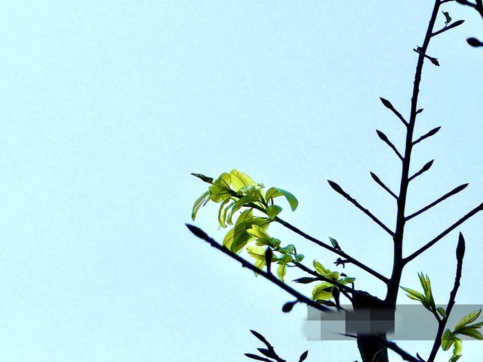 Đặc biệt, thay vì lá non có màu đỏ tía như những cây mai thông thường, cây mai này khi thay lá cho ra những chùm lá non màu xanh mướt, dáng mọc chùm xòe rộng như đuôi chim phụng. Ảnh: Dân Việt