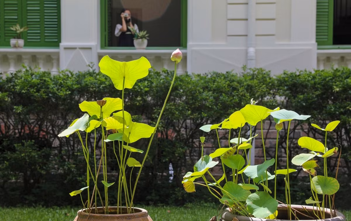 Một góc không gian xanh trong dinh thự. Ảnh: Tiền phong