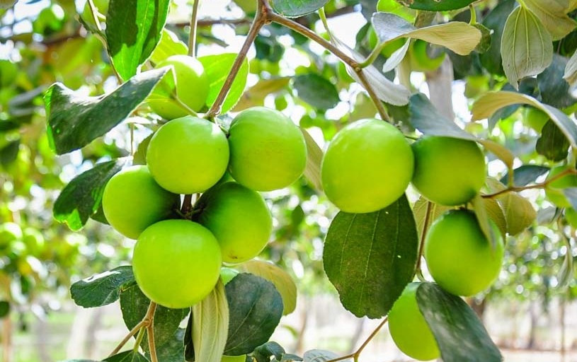 Ưu điểm của táo gió là thu hoạch quanh năm, vụ chính thường trong khoảng tháng 11 - 12 dương lịch, dịp cận Tết. Ảnh: Ninh Thuận Review