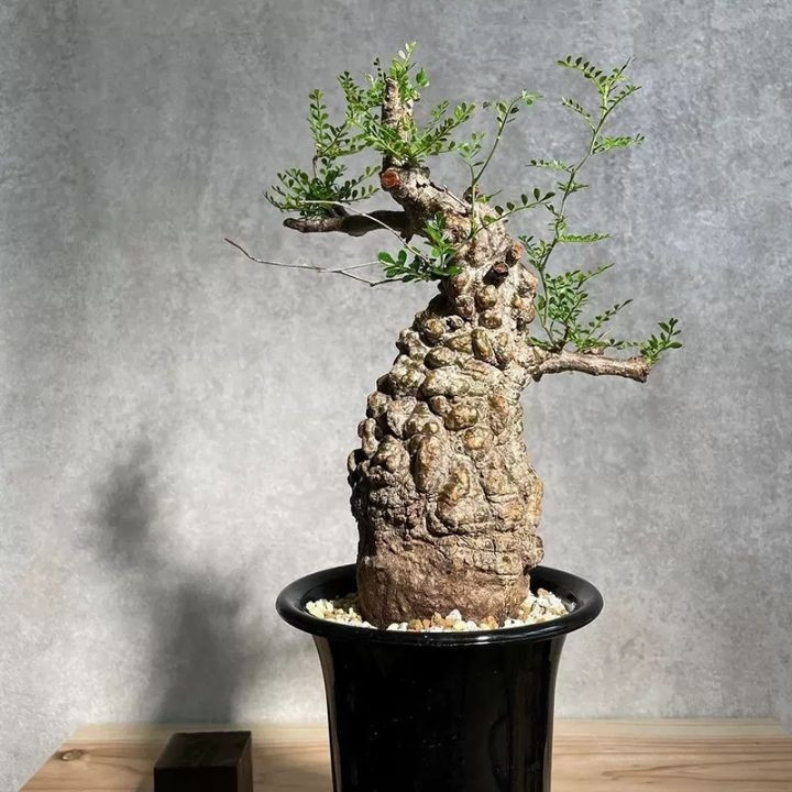 Trên thị trường cây cảnh, một cái tên lạ đang khiến giới sành chơi tò mò là “cây chân voi” (Operculicarya pachypus). Ảnh: Lazada