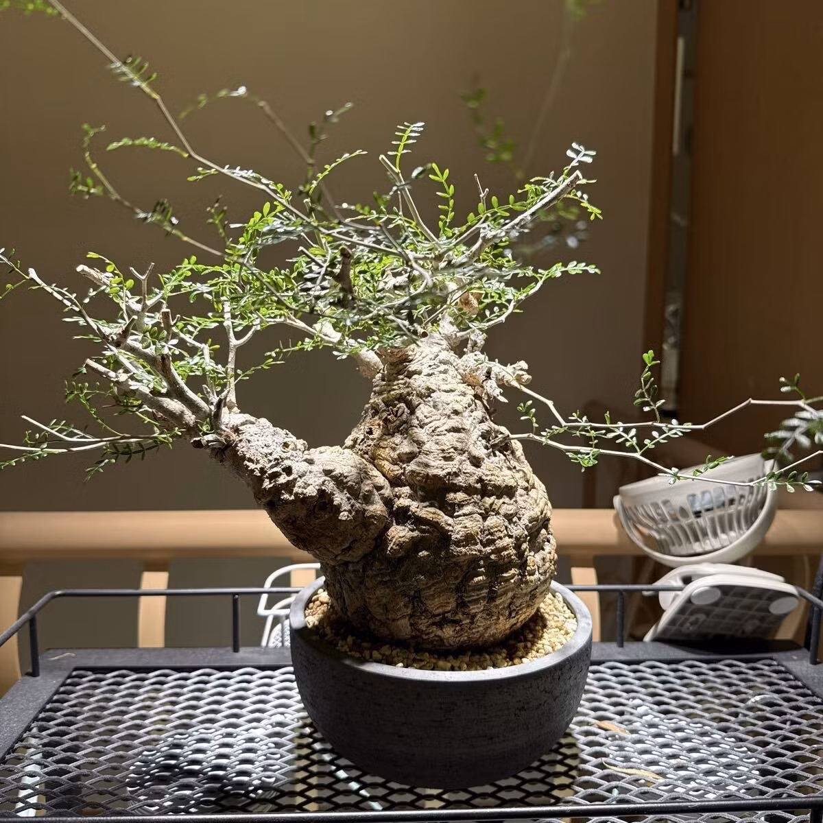 Mỗi cây giống như một tác phẩm điêu khắc sống, mang giá trị nghệ thuật nhiều hơn giá trị trang trí đơn thuần. Ảnh: Caudex petals