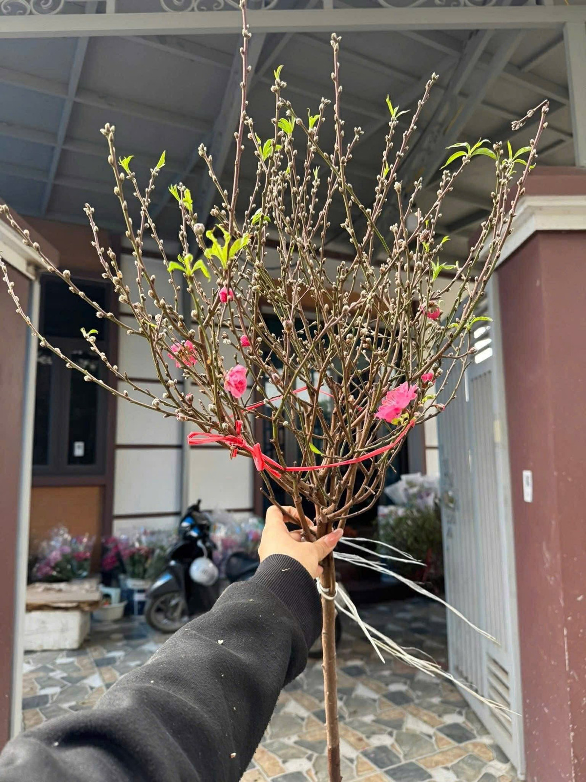 Bên cạnh mức giá "dễ thở", cành đào mini còn phù hợp với căn hộ chung cư, nhà phố diện tích nhỏ và dễ vận chuyển. Ảnh: FB Pham Hong