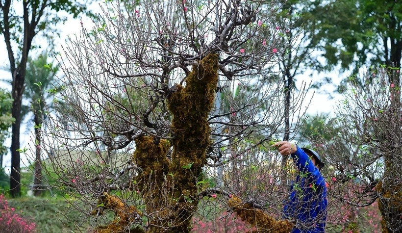 Không chỉ tạo vẻ cổ kính, lớp rêu xanh còn giúp giữ ẩm, nuôi nụ hoa, chờ bung nở đúng dịp. Ảnh: Kinhtedothi