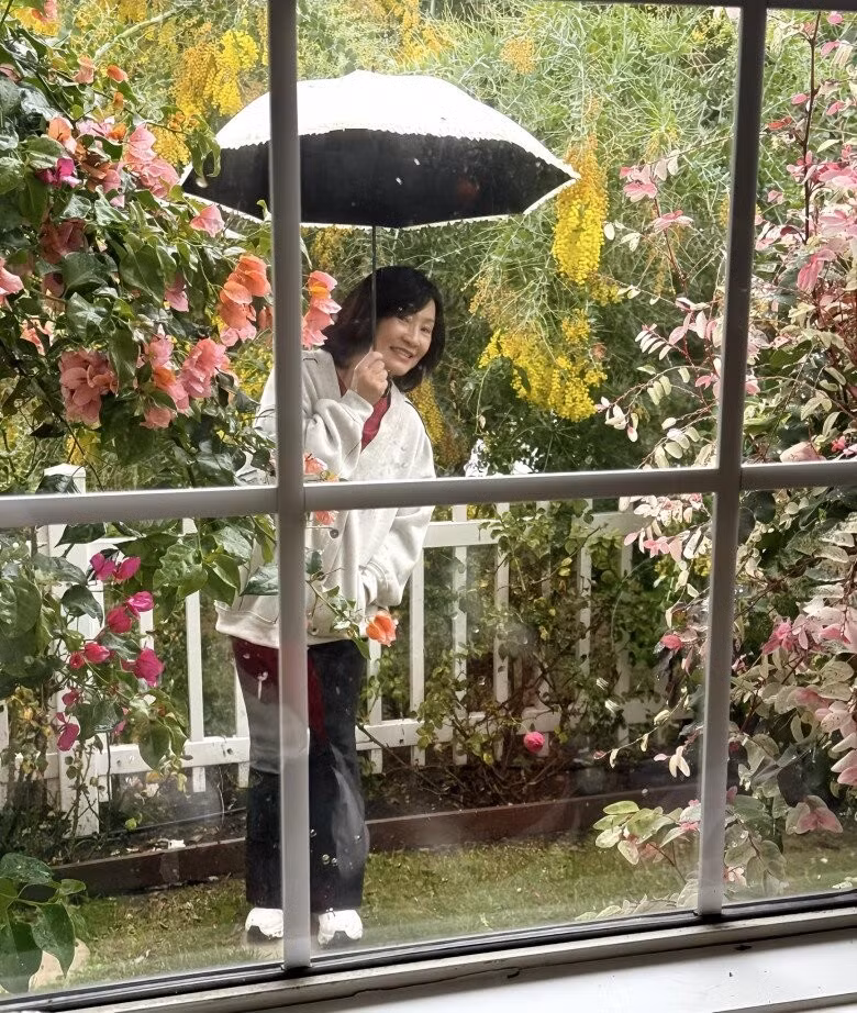 Góc vườn rực rỡ sắc màu với rặng hoa mimosa đan xen cùng sắc hồng đỏ của hoa giấy. Ảnh: FB Hồng Đào