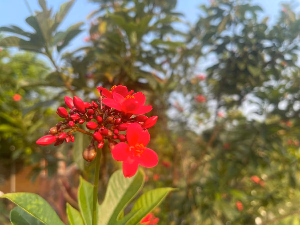 Những cánh hoa rực rỡ đón ban mai. Ảnh: FB Trần Việt Hoàn