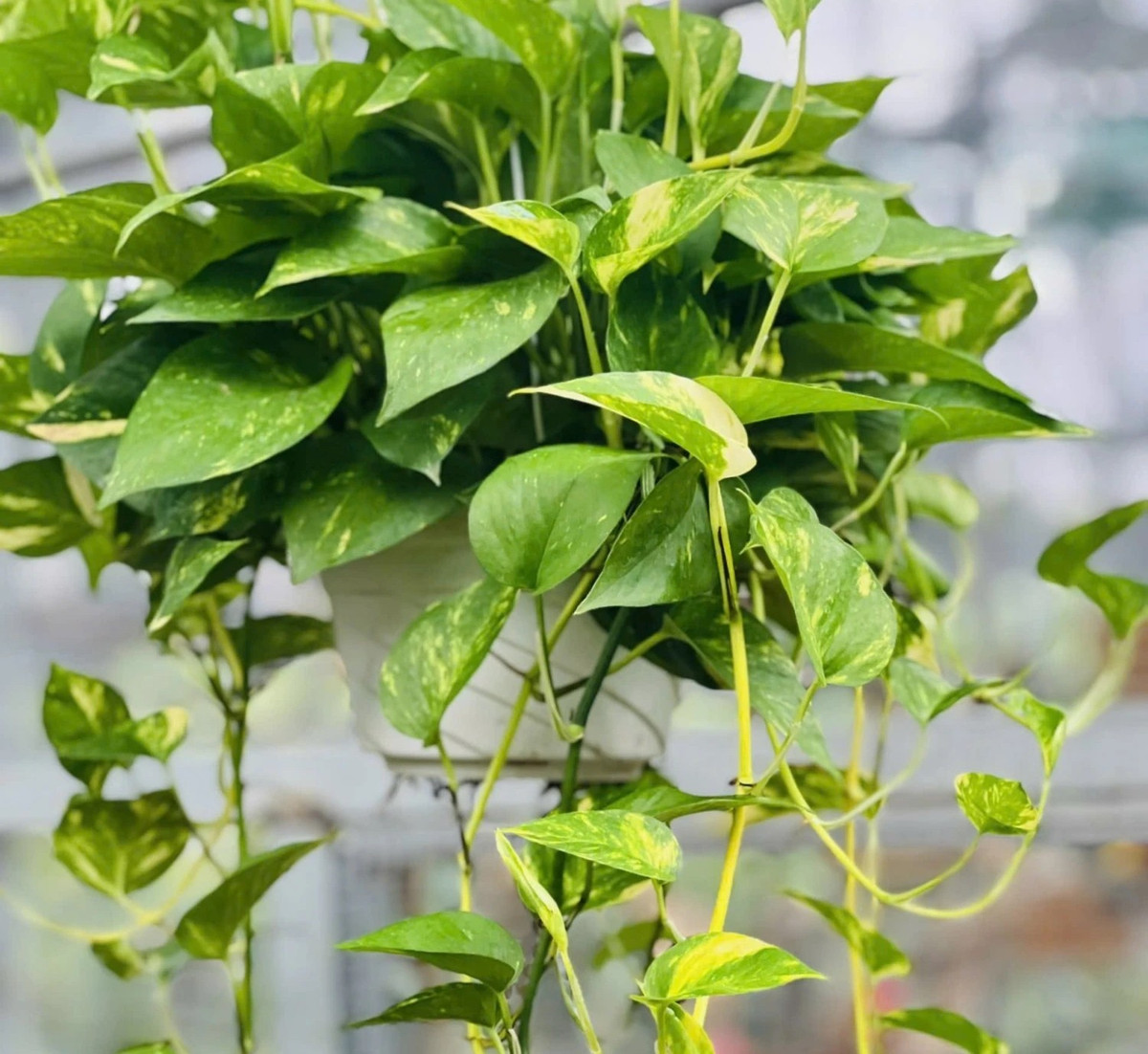 Trong phong thủy, trầu bà tượng trưng cho sự sinh sôi, phát triển và may mắn, thích hợp đặt ở bàn làm việc hoặc kệ trang trí để kích hoạt tài lộc, hỗ trợ công danh. Ảnh: Yeucay