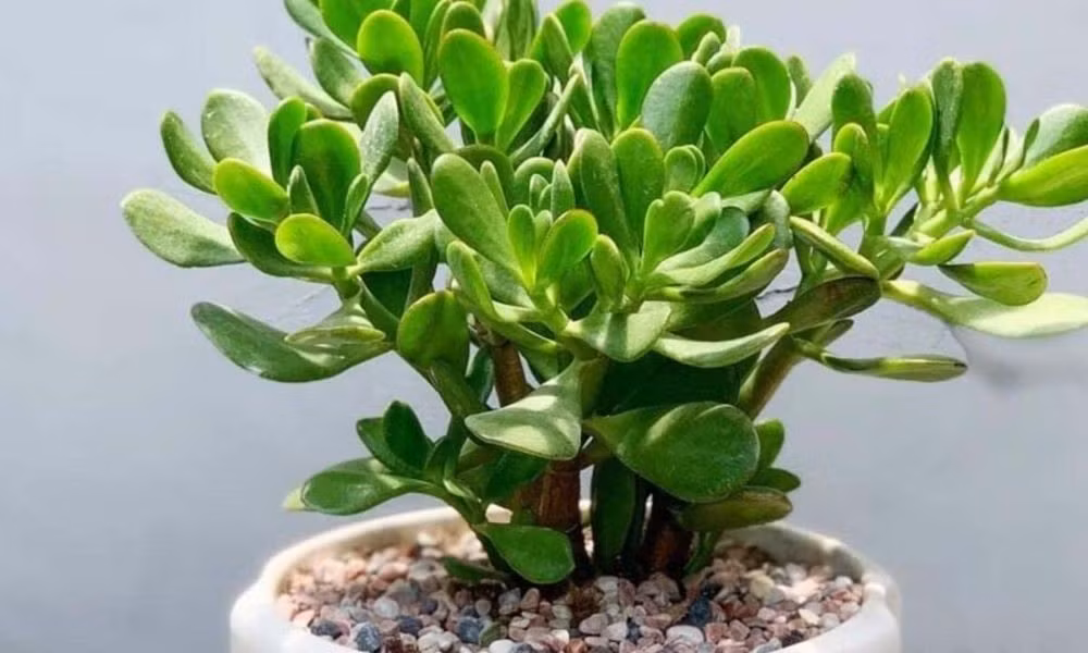 Lá cây mọng xanh mướt chủ về sự sung túc và tài chính viên mãn của chủ nhân. Ảnh: Sfram