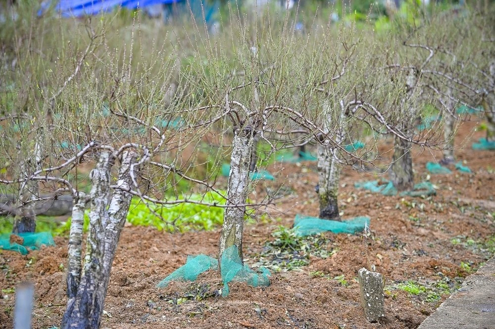 Nhờ vẻ đẹp hài hòa ấy, đào phai Xuân Du từ lâu đã được thị trường ưa chuộng mỗi dịp Tết đến. Ảnh: Báo Thanh Hóa