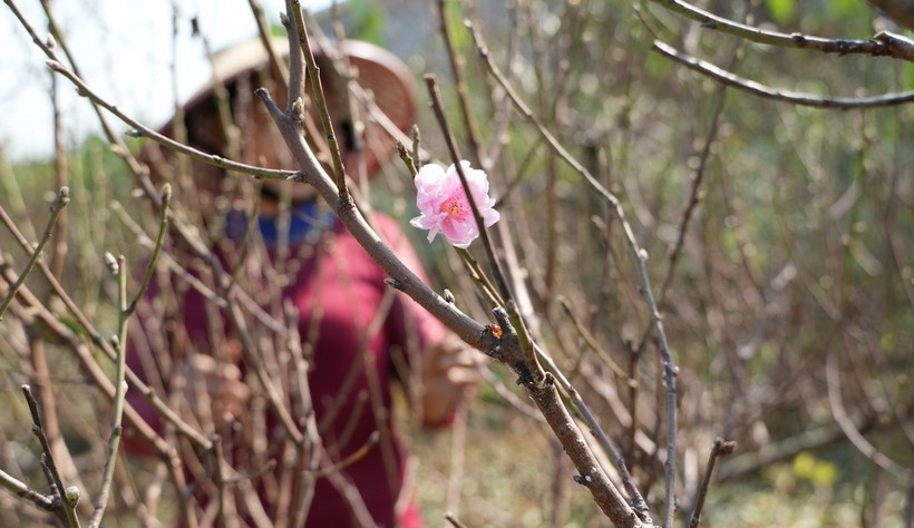 Dự báo, người trồng đào Xuân Du có thể thu về cả trăm tỷ đồng, những hộ trồng nhiều có thể thu hàng tỷ đồng. Ảnh: Người lao động
