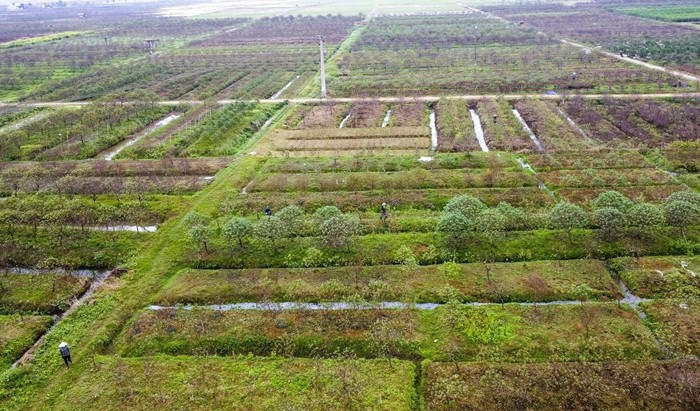 Xã Xuân Du hiện có gần 300 ha đất trồng đào, trong đó khoảng 250 ha dự kiến cho thu hoạch phục vụ Tết Nguyên đán Bính Ngọ 2026. Ảnh: Người lao động