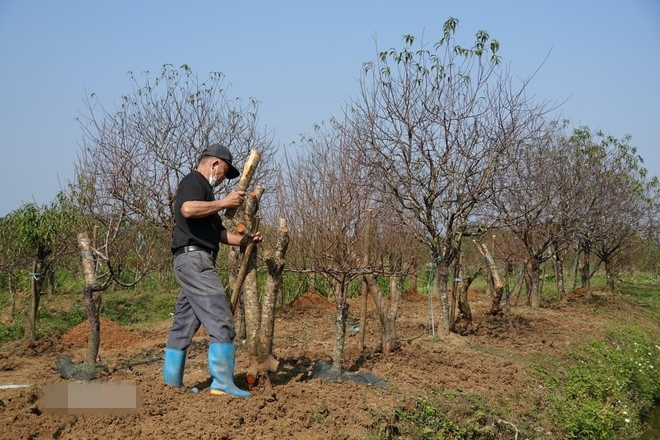 Thân cây mốc theo năm tháng, gốc chắc, tạo dáng cổ kính. Ảnh: TTXVN