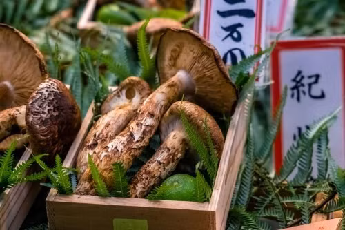 Nấm Matsutake giá hơn 500 USD (hơn 13 triệu đồng) mỗi. Hương vị đậm đà, khó trồng là yếu tố khiến chúng trở nên vô cùng quý giá. Ảnh: Shutterstock