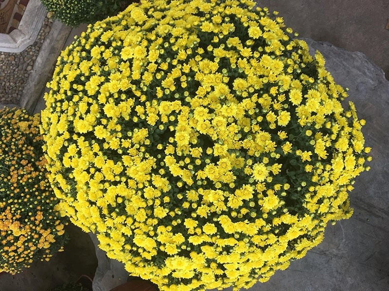 Hoa cúc vàng đặc biệt được ưa chuộng trong dịp Tết bởi sắc vàng tươi sáng gợi liên tưởng đến tài lộc. Ảnh: Báo An Giang