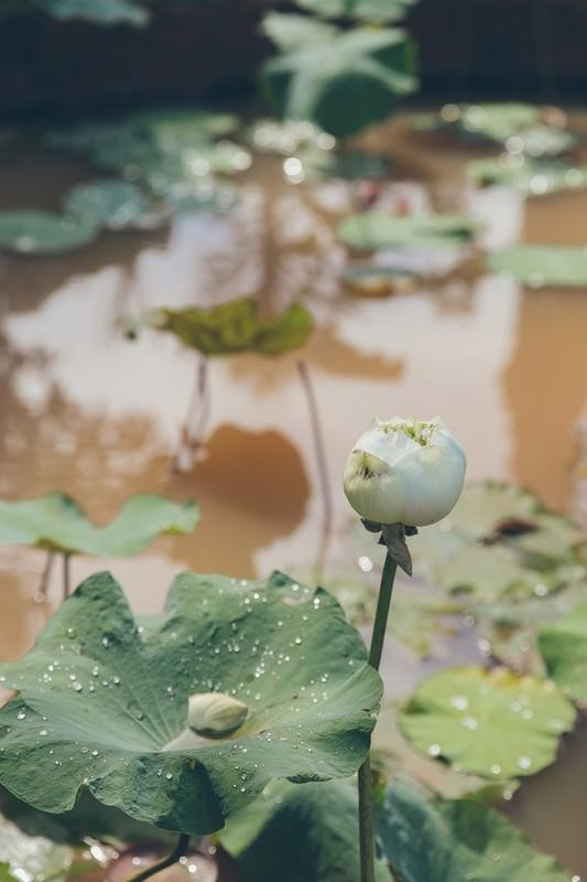 Nữ diễn viên chắt lọc từng nhành cây ngọn cỏ, đào ao sen...Ảnh: FBNV