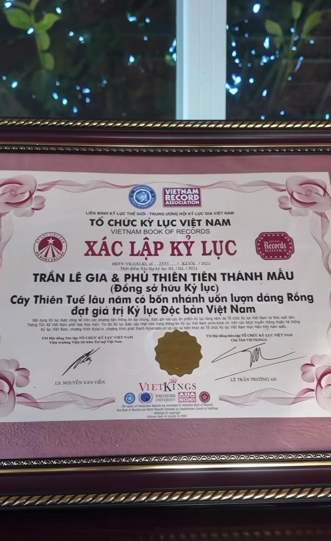 Cây thiên tuế trong vườn của Lý Nhã Kỳ được xác lập kỷ lục Guinness với danh hiệu "Cây thiên tuế lâu năm có bốn nhánh uốn lượn dáng Rồng đạt giá trị Kỷ lục Độc bản Việt Nam", có giấy chứng nhận rõ ràng từ Tổ chức Kỷ lục Việt Nam. Ảnh chụp màn hình