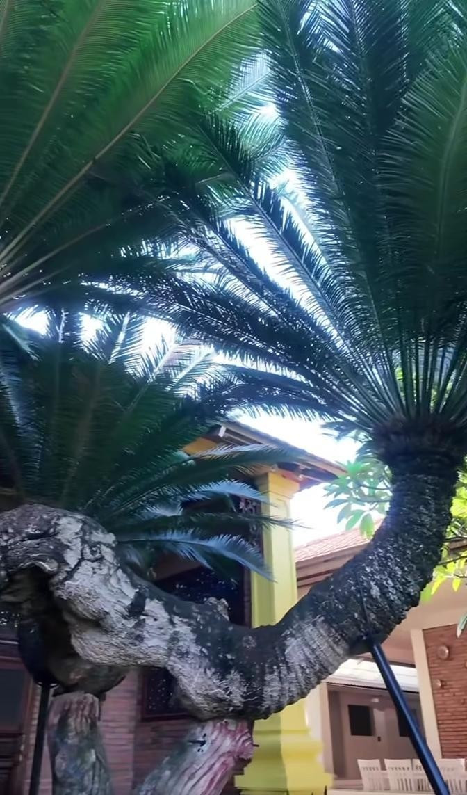 Do cây quá to và nặng nên gia đình phải dùng dây, gậy chống cho cây không bị gãy đổ. Ảnh chụp màn hình