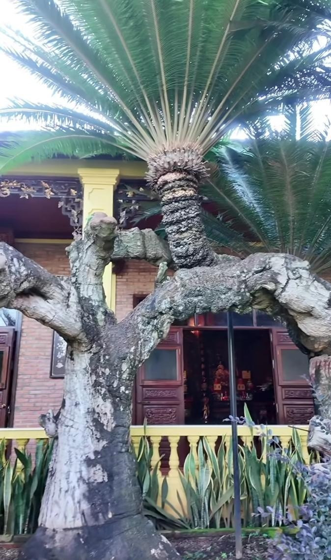 Theo chia sẻ của Lý Nhã Kỳ, cây thiên tuế lâu năm vốn có 5 "đầu" nhưng hiện còn 4 do bị gãy. Ảnh chụp màn hình