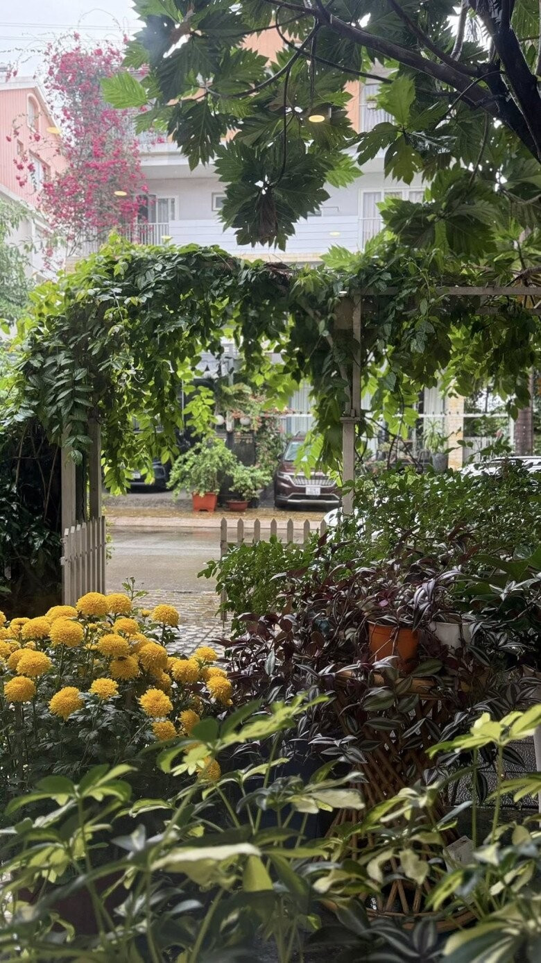 Cổng vòm được bao phủ bởi cây leo xanh mướt, phía dưới là chậu cúc vàng đậm ngập hơi thở mùa xuân. Ảnh: FBNV