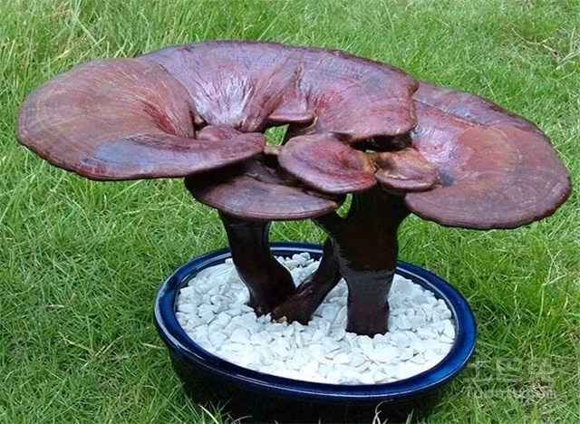 Mỗi chậu nấm linh chi bonsai giá từ 500.000 đồng đến 5 triệu đồng tùy theo hình dáng, độ độc đáo và số lượng. Ảnh: Chinapp