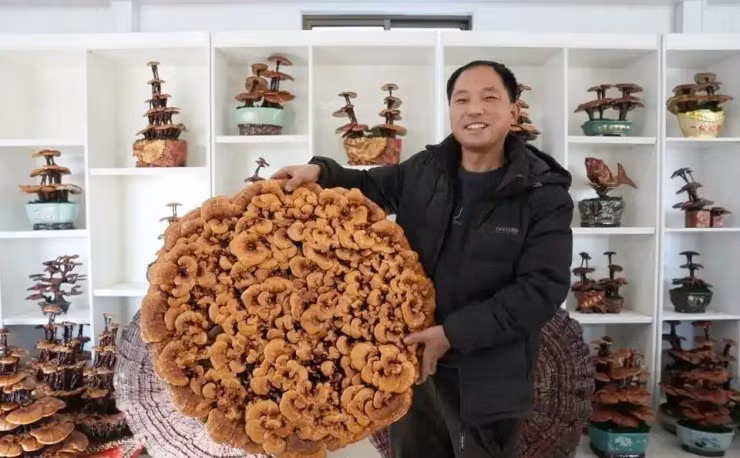 Tại làng Wang Dang Pu ở thị trấn Dian Zi, huyện Quan, Liêu Thành (Trung Quốc), những cây nấm linh chi được trồng thành dạng bonsai lạ mắt. Ảnh: Baijiahao