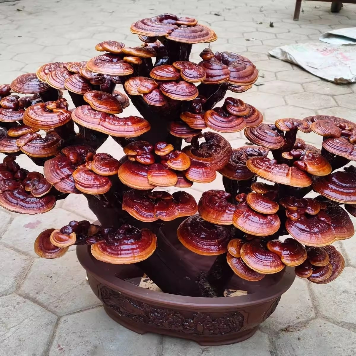 Những chậu bonsai đa dạng hình thái độc đáo tạo nên sản phẩm có tính thẩm mỹ và giá trị kinh tế cao. Ảnh: Taobao Vietnam