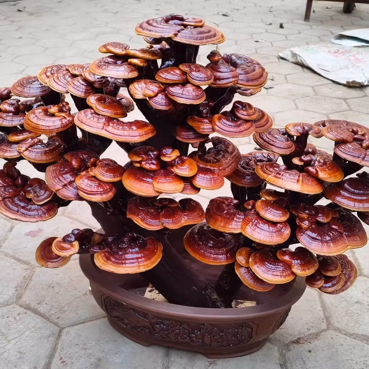 Những chậu bonsai đa dạng hình thái độc đáo tạo nên sản phẩm có tính thẩm mỹ và giá trị kinh tế cao. Ảnh: Taobao Vietnam