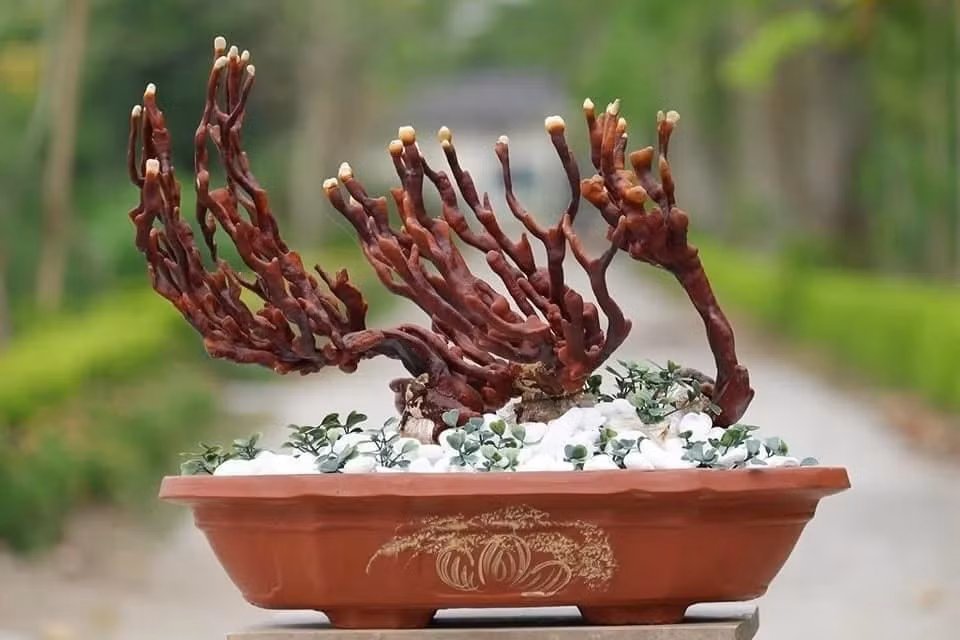 Tại Việt Nam, nấm linh chi cũng được tạo dáng thành bonsai hút khách mỗi dịp Tết. Ảnh: Dân Việt