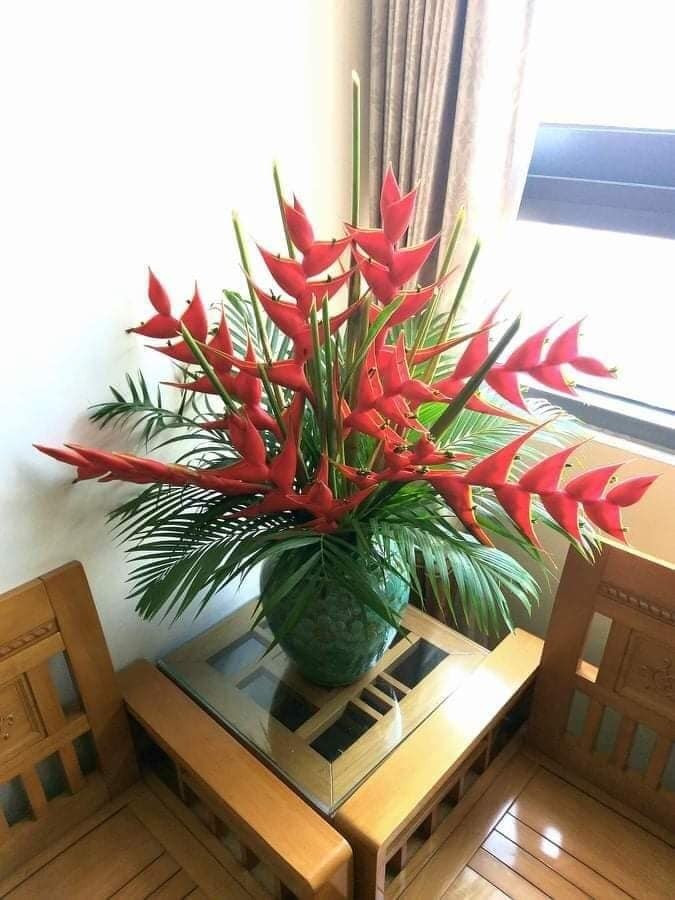 Năm Bính Ngọ 2026, chuối én đỏ được săn đón nhờ sắc đỏ rực rỡ và hình dáng đầy khí thế. Ảnh: Trucvufarm