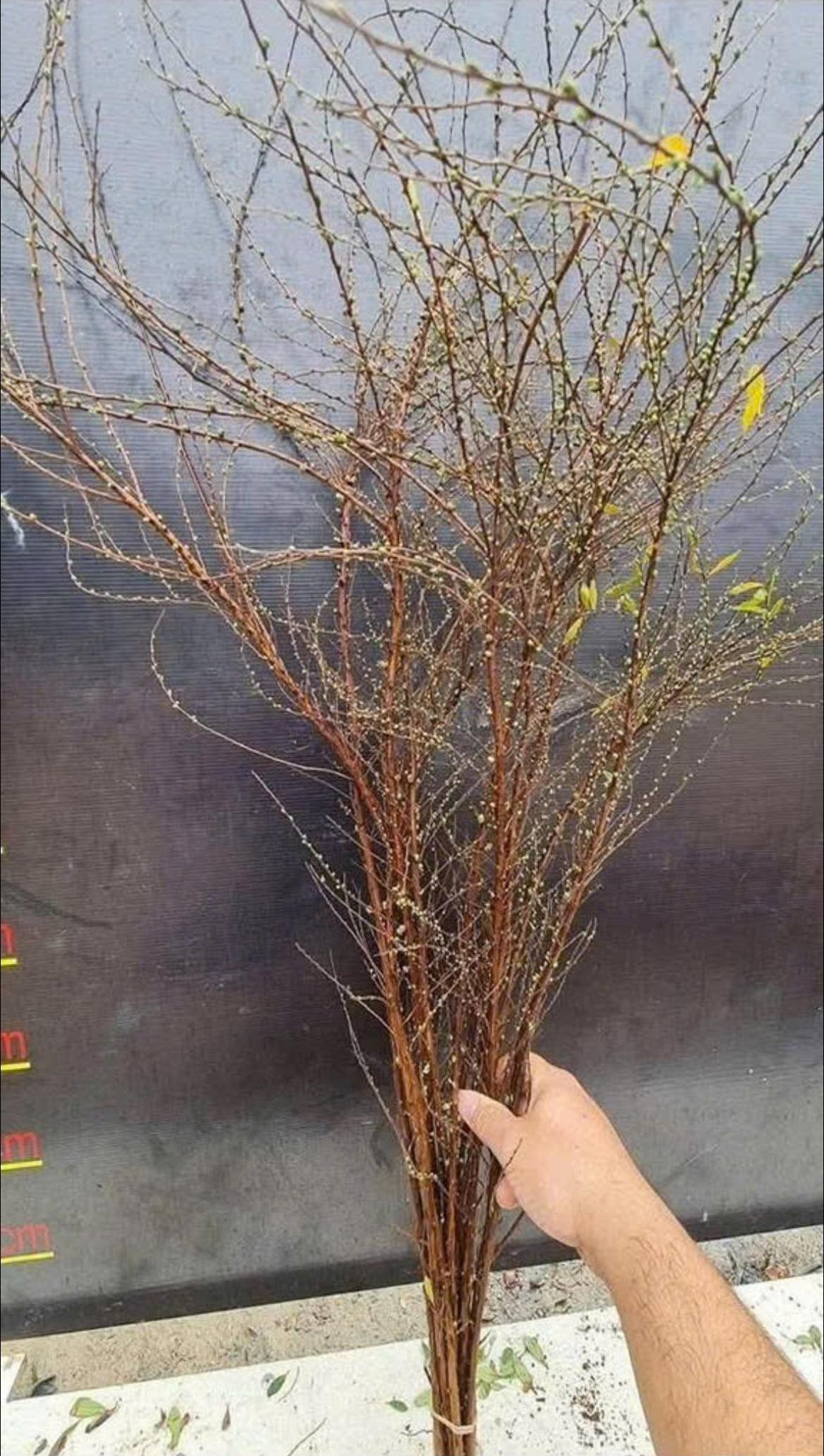 Khi mới mua về, hoa tuyết mai khẳng khiu, nâu sẫm như những bó "củi khô". Ảnh: FB Khương Thị Thảo