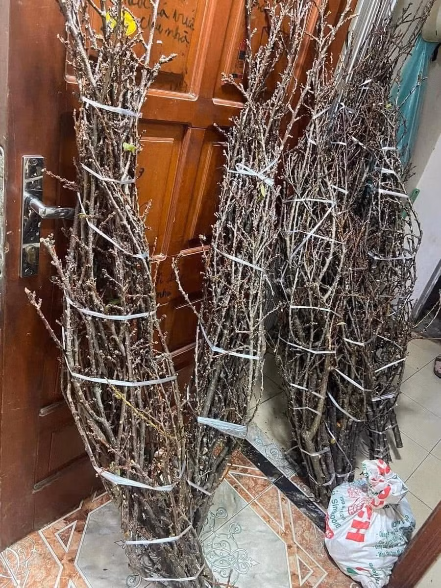 Ngoài ra, trên chợ mạng, mận rừng loại cành dăm cũng được rao bán rầm rộ, dao động từ 65.000 - 170.000 đồng/bó, tùy loại. Ảnh: Facebook