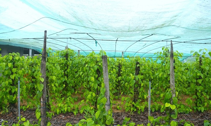 Những tháng cuối năm thời tiết thuận lợi, cây trầu không sinh trưởng tốt cho năng suất cao và ít bị bệnh nấm lá. Ảnh: Tiền phong