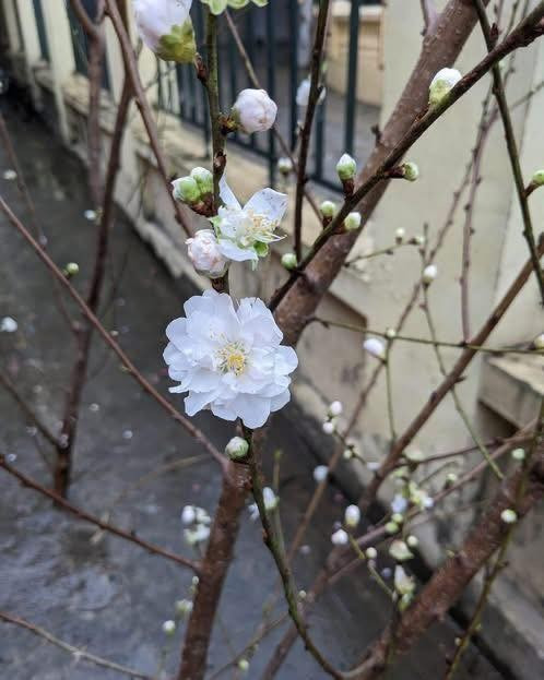 Cành đào còn lác đác hoa nhưng khá nhiều nụ. Ảnh: FB Hoa hồng ngoại