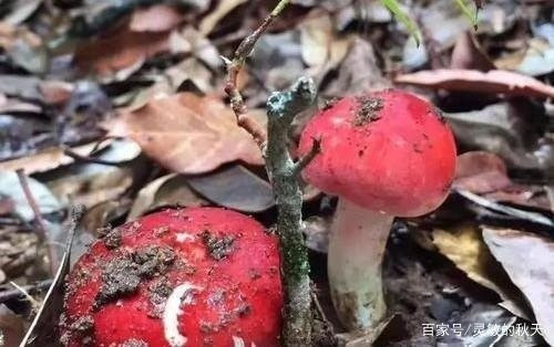 Ngày nay, nấm chẹo ngày càng khan hiếm. Một phần do tập quán đốt nương làm rẫy của người dân vô tình hủy hoại hệ rễ của loài nấm quý này. Ảnh: Internet