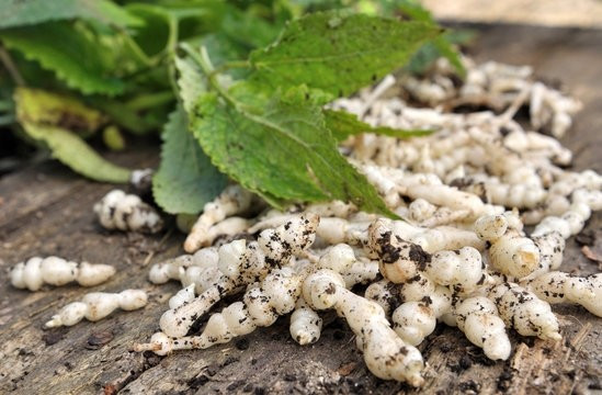 Loại rau "đáng sợ" này chứa giàu carbohydrate, khoáng chất và chất xơ, có thể cung cấp đủ năng lượng cho cơ thể, tăng cường khả năng chịu lạnh, tăng cường tiêu hóa và sức khỏe. Ảnh: Adobe Stock