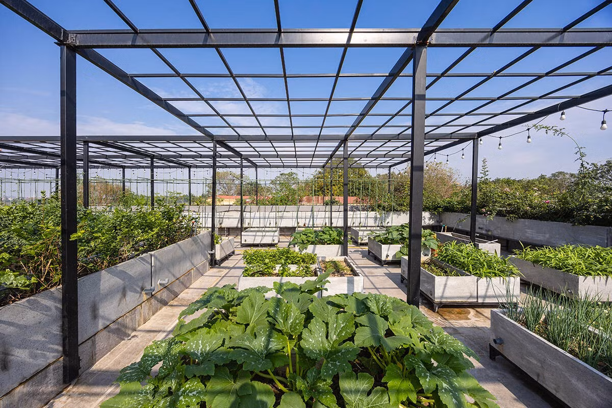 Sân thượng là vườn rau cho ông bà, đồng thời là giải pháp chống nóng tự nhiên cho khối nhà. Ảnh: Triệu Chiến