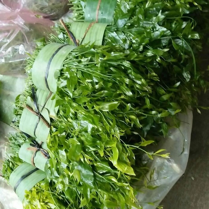 Rau ngót rừng ngọt hơn rau trồng trong vườn nhà và mùi vị đặc trưng của rau rừng. Ảnh: Facebook