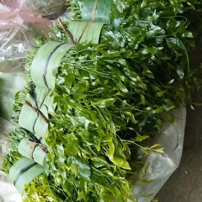 Rau ngót rừng ngọt hơn rau trồng trong vườn nhà và mùi vị đặc trưng của rau rừng. Ảnh: Facebook