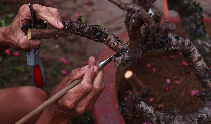 Vừa cắt tỉa cành cho gốc đào thuê được chuyển về từ Cầu Giấy, ông Hinh cho biết: "Năm nay thời tiết ấm nên gia đình phải khẩn trương thu hồi các cây cho thuê để tập trung chăm sóc, giúp cây sớm phục hồi".