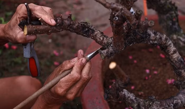 Vừa cắt tỉa cành cho gốc đào thuê được chuyển về từ Cầu Giấy, ông Hinh cho biết: "Năm nay thời tiết ấm nên gia đình phải khẩn trương thu hồi các cây cho thuê để tập trung chăm sóc, giúp cây sớm phục hồi".