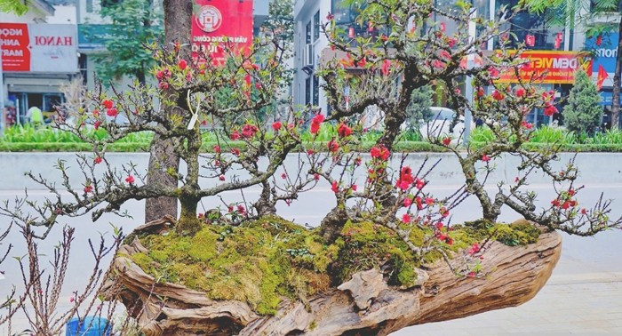 Đặc biệt, đào cổ thụ, thân già, phủ rêu phong, có thế độc, lạ, hoa dày, nở đều được chào bán với mức giá hàng trăm triệu đồng. Ảnh: Người đưa tin