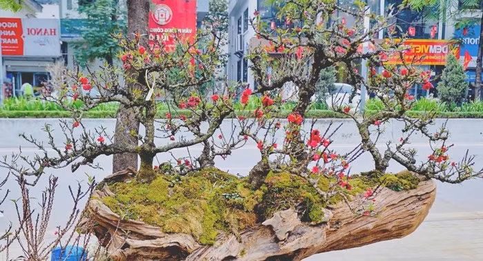 Đặc biệt, đào cổ thụ, thân già, phủ rêu phong, có thế độc, lạ, hoa dày, nở đều được chào bán với mức giá hàng trăm triệu đồng. Ảnh: Người đưa tin