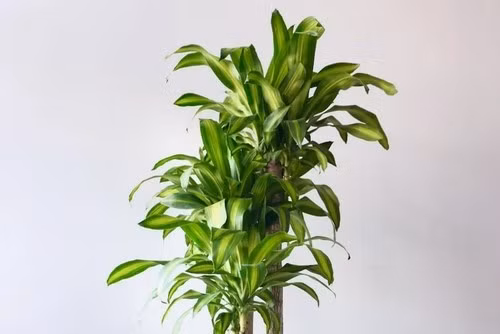 Nhiều người tin rằng trồng cây phát tài trong nhà vào đầu năm sẽ giúp công danh thuận lợi, sự nghiệp thăng tiến. Loại cây này thường được đặt ở phòng khách, phòng làm việc hoặc quầy lễ tân để thu hút vượng khí. Ảnh: Internet