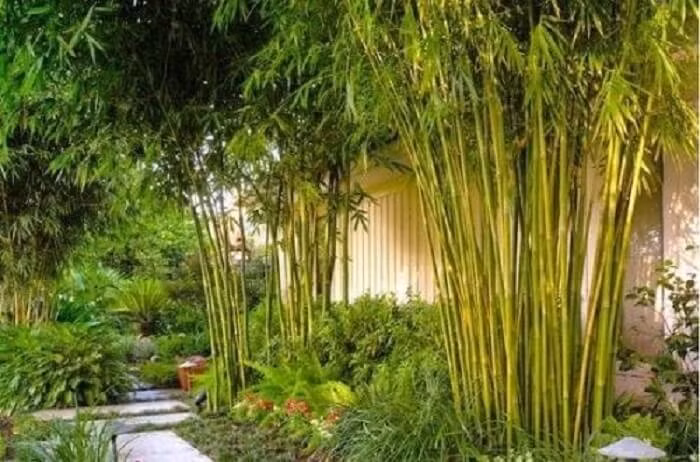 Bên cạnh đó, tre còn là biểu tượng của loài cây phú quý, mang lại sự no đủ. Tre có thể trồng quanh hàng rào, trước hiên nhà hoặc trong vườn. Ảnh: Facebook